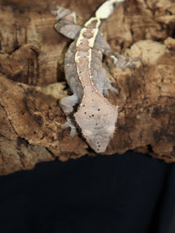 Cappuccino Crested Gecko (CAP3)
