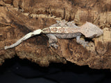 Cappuccino Crested Gecko (CAP3)