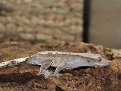 Cappuccino Crested Gecko (CAP4)