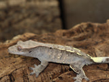 Cappuccino Crested Gecko (CAP4)