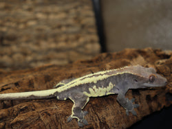 Frappuccino Crested Gecko (FRAP1)