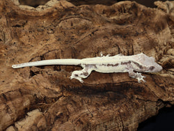 Frappuccino Crested Gecko (FRAP2)