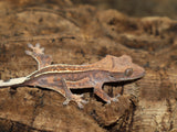 Copper Quad Crested Gecko (CAP5)