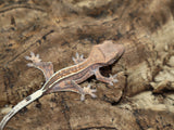 Copper Quad Crested Gecko (CAP5)