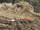 Cappuccino Crested Gecko (CAP6)