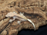 Cappuccino Crested Gecko (CAP7)