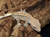 Cappuccino Crested Gecko (CAP7)