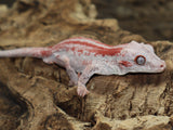 Red Stripe Proven Gargoyle (GG179)