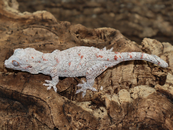 Red Blotch Gargoyle *Proven Female* (GG194)