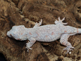 Pink Retic Orange Blotch Gargoyle (GG198)