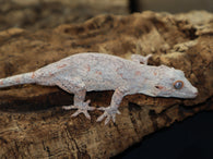 Pink Retic Orange Blotch Gargoyle (GG198)