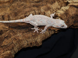 Pink Retic Orange Blotch Gargoyle (GG198)