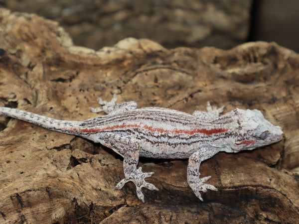 White Base Red Stripe Gargoyle (GG199)