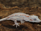 Orange Stripe White Base Gargoyle (GG203)