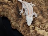 Orange Stripe White Base Gargoyle (GG203)