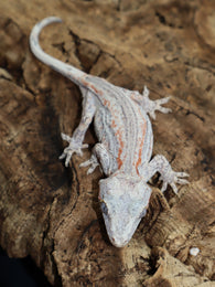 Orange Stripe White Base Gargoyle (GG203)