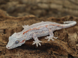 Orange Stripe White Base Gargoyle (GG203)