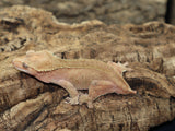 Red Dalmatian Crested Gecko (CG201)