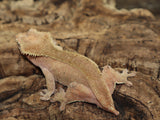 Red Dalmatian Crested Gecko (CG201)