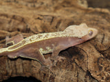 Red Empty Back Crested Gecko (CG202)