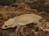 Red Patternless Crested Gecko (CG203)