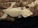 Red Patternless Crested Gecko (CG203)