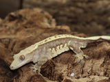 Harleyquin Crested Gecko (CG204)
