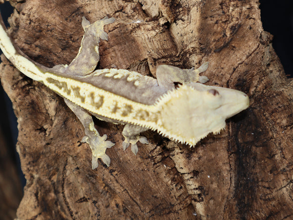 Harleyquin Crested Gecko (CG204)