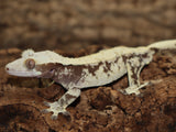 High White Extreme Crested Gecko (CG205)
