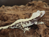 High White Extreme Crested Gecko (CG205)