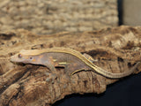 Full Pin Empty Back Crested Gecko (CG206)