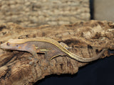 Full Pin Empty Back Crested Gecko (CG206)