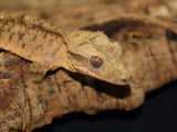 Tiger Crested Gecko (CG207)