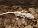 Orange Tang Lilly White Crested Gecko (CLW79)