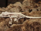 Orange Tang Lilly White Crested Gecko (CLW79)