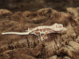 Tiger Lilly White Crested Gecko (CLW83)