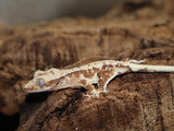 Tiger Lilly White Crested Gecko (CLW83)
