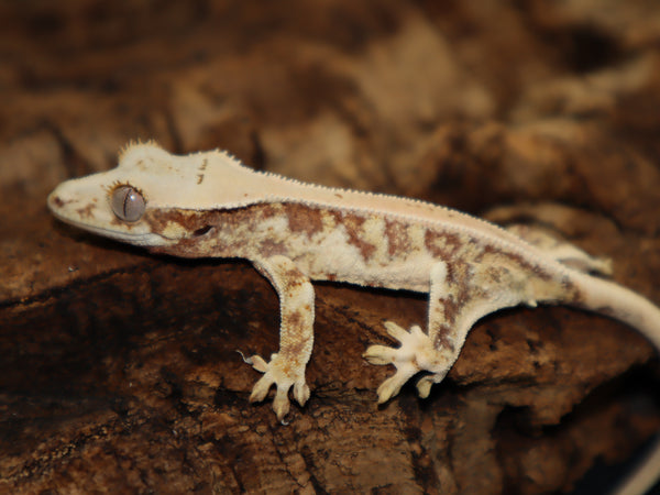 Orange Tang Lilly White Crested Gecko (CLW86)