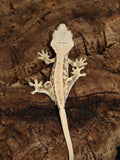 Orange Tang Lilly White Crested Gecko (CLW86)