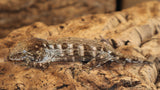Mt. Koghis Leachianus Gecko (LB298)