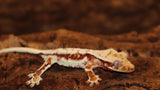 Crested Lilly White Gecko (CLW69) FIRE SALE