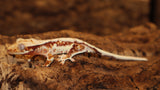 Crested Lilly White Gecko (CLW69) FIRE SALE