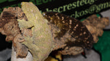LB570- DM X MTK Female Leachianus Gecko