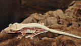 Red Tri Color Lilly White Crested Gecko (CLW89)