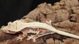 Red Tri Color Lilly White Crested Gecko (CLW89)