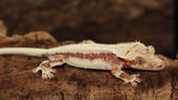 Red Tri Color Lilly White Crested Gecko (CLW89)