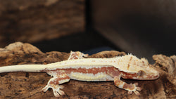 Red Tri Color Lilly White Crested Gecko (CLW89)