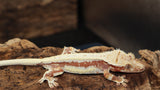 Red Tri Color Lilly White Crested Gecko (CLW89)