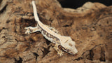 High White Lilly White Crested Gecko (CLW90)