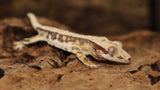 High White Lilly White Crested Gecko (CLW90)